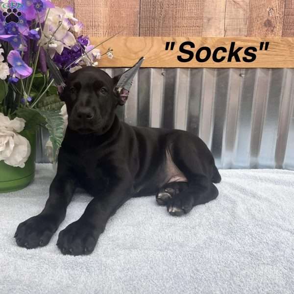 Socks, Doberman Pinscher Puppy